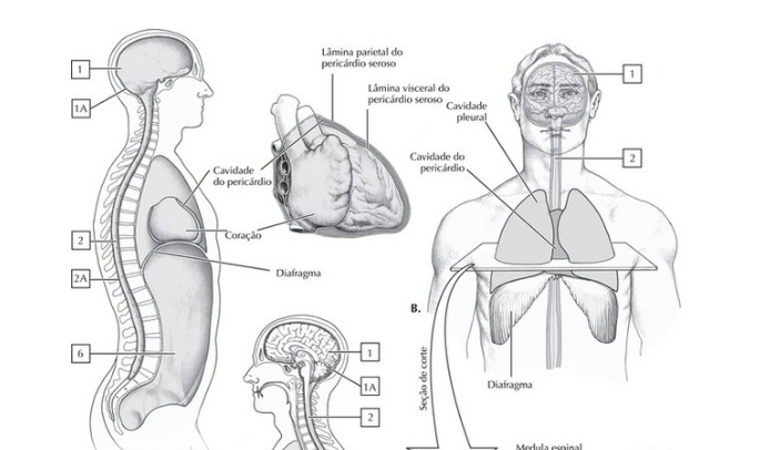 Como estudar anatomia humana